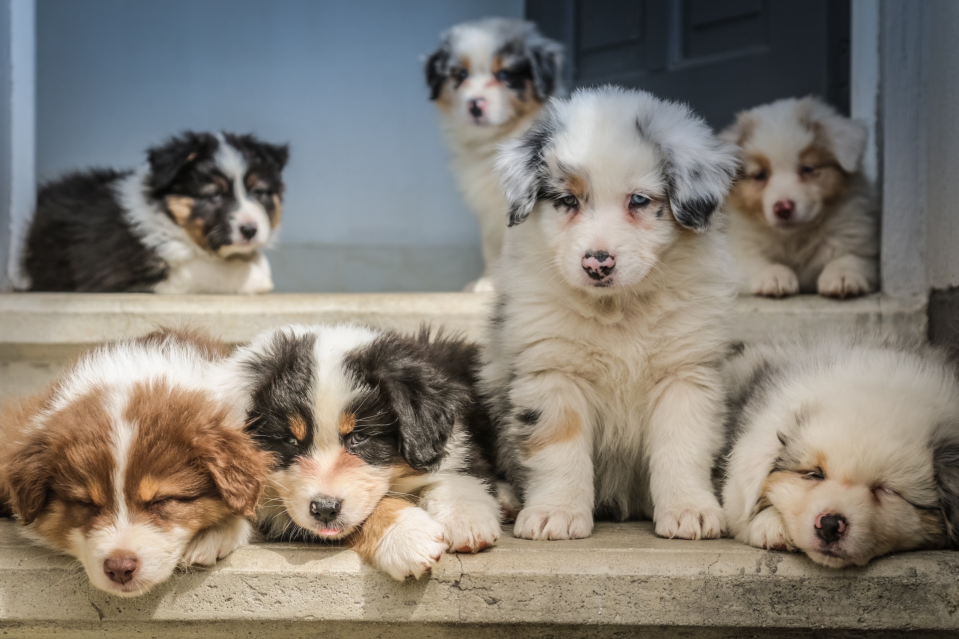 5 Important Ways You Can Protect Your Pets at Home
